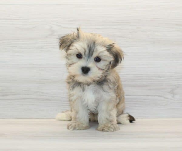 Tycoco - Teacup Morkie Puppy - Image 4