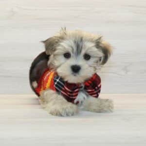 Tycoco - Teacup Morkie Puppy