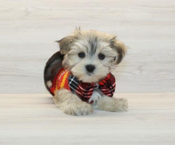 Tycoco - Teacup Morkie Puppy