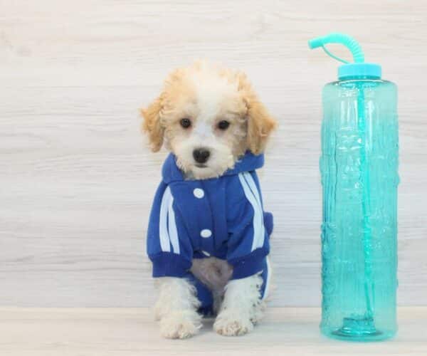 Waffles - Toy Poodle Puppy - Image 2
