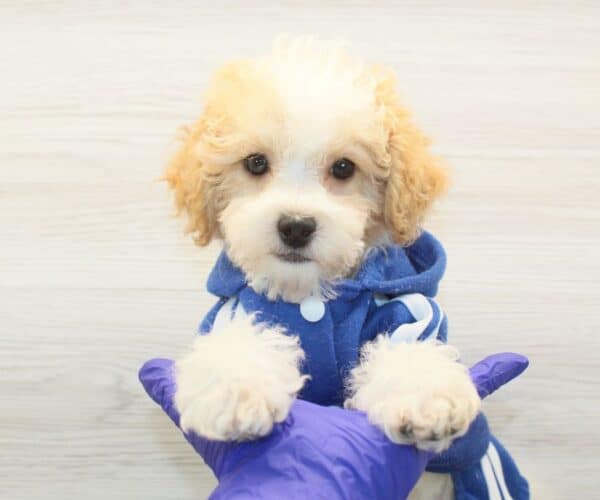 Waffles - Toy Poodle Puppy - Image 3