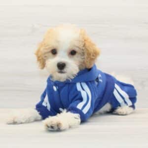 Waffles - Toy Poodle Puppy