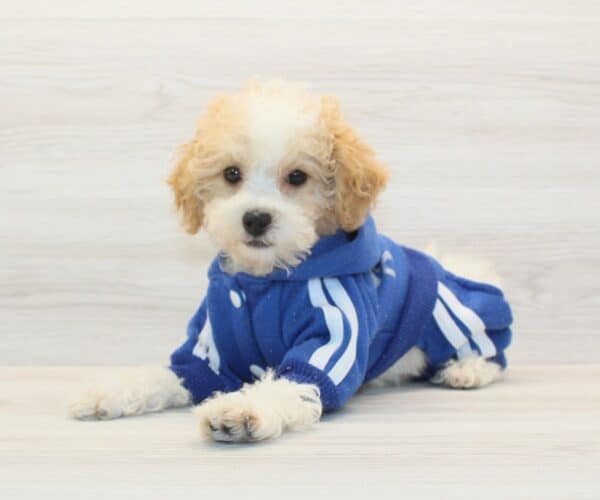 Waffles - Toy Poodle Puppy