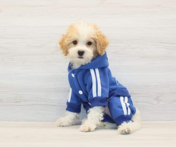 Waffles - Toy Poodle Puppy - Image 4