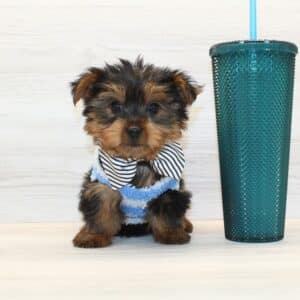 Winston - Toy Yorkie Puppy
