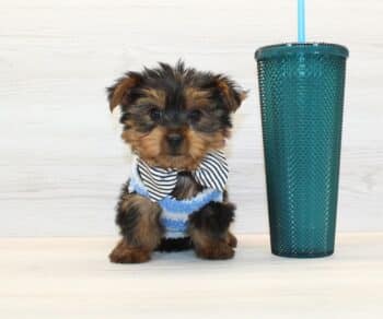 Puppies for sale in Barstow CA