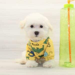 Ziggy - Toy Havamalt Puppy