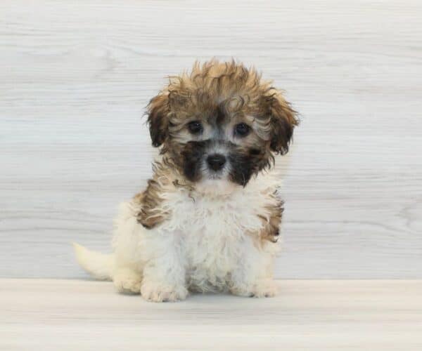 Zimomo - Toy Havapoo Puppy - Image 5