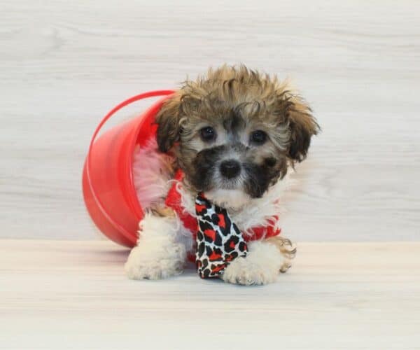 Zimomo - Toy Havapoo Puppy - Image 2