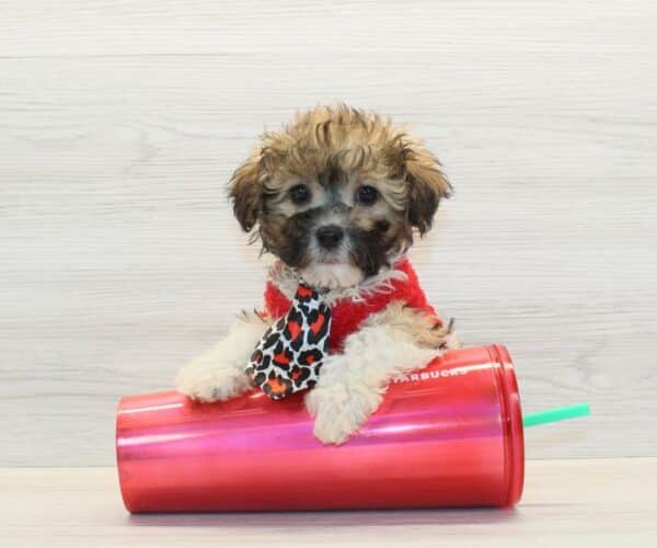 Zimomo - Toy Havapoo Puppy - Image 3