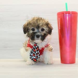 Zimomo - Toy Havapoo Puppy