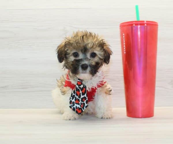 Zimomo - Toy Havapoo Puppy
