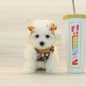 Zizi - Toy Cotonese Puppy