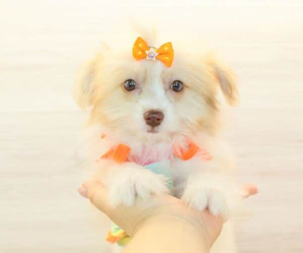 Tess - Toy Pomshi Puppy - Image 3