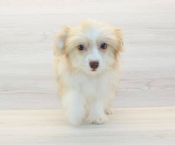 Tess - Toy Pomshi Puppy - Image 5