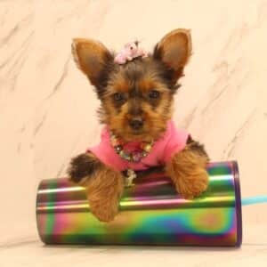 Abigail - Teacup Yorkie Puppy