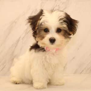 Alana - Teacup Yochon Puppy