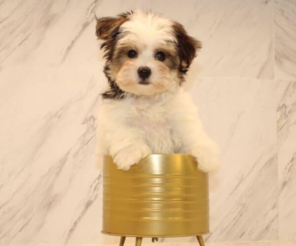 Alana - Teacup Yochon Puppy - Image 2