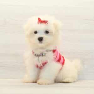 Amelia - Teacup Maltese Puppy