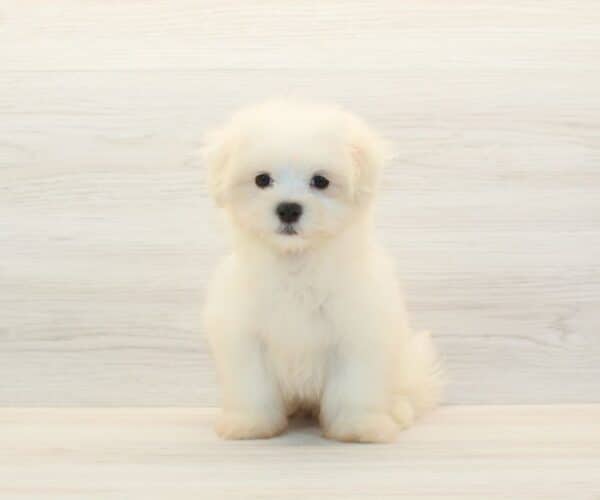 Amelia - Teacup Maltese Puppy - Image 3