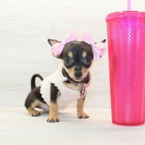 Awkwafina - Teacup Chihuahua Puppy
