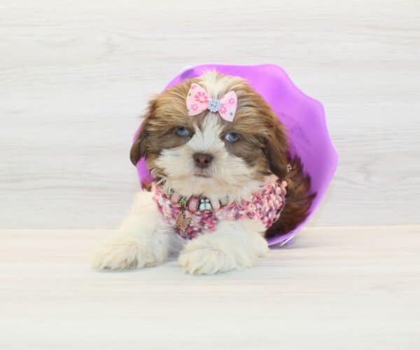 Beasty - Toy Shih Tzu Puppy - Image 2