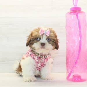 Beasty - Toy Shih Tzu Puppy