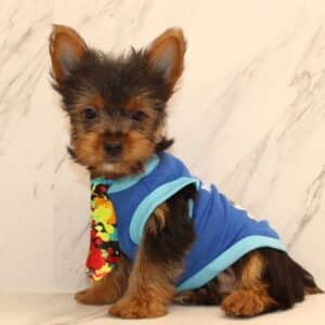 Brad Pitt - Toy Yorkie Puppy