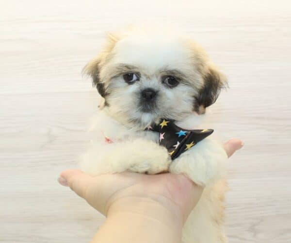 Bronson - Toy Shih Tzu Puppy - Image 3