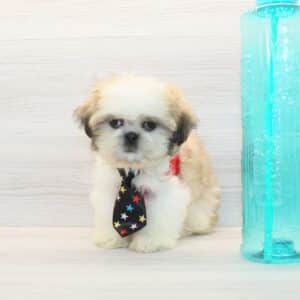 Bronson - Toy Shih Tzu Puppy