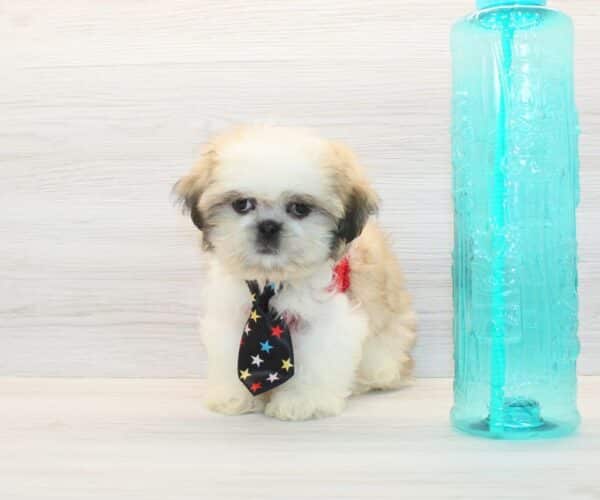 Bronson - Toy Shih Tzu Puppy