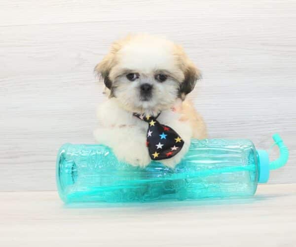 Bronson - Toy Shih Tzu Puppy - Image 2