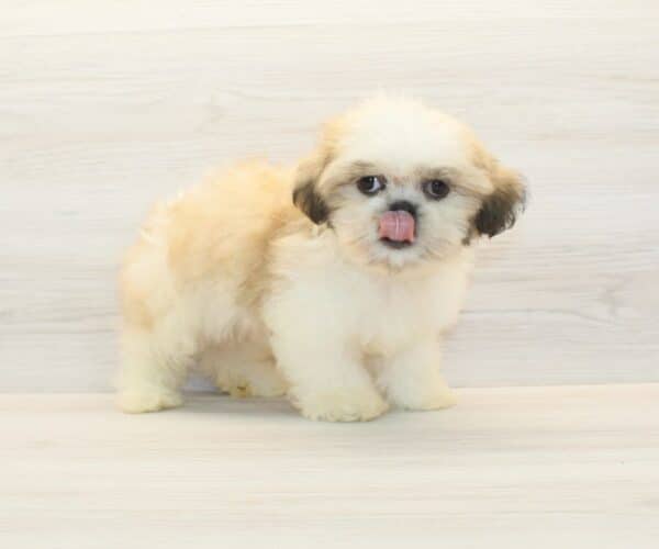 Bronson - Toy Shih Tzu Puppy - Image 5