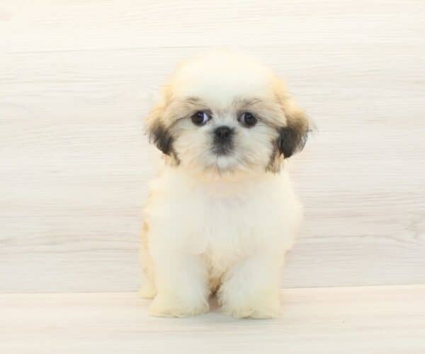 Bronson - Toy Shih Tzu Puppy - Image 4