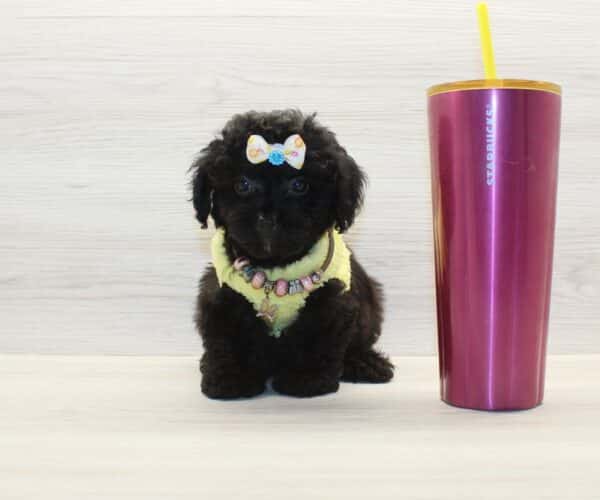 Bubba - Toy Poodle Puppy