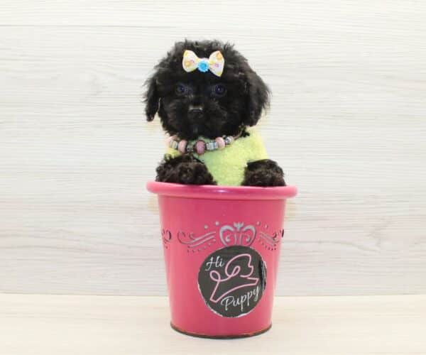 Bubba - Toy Poodle Puppy - Image 4