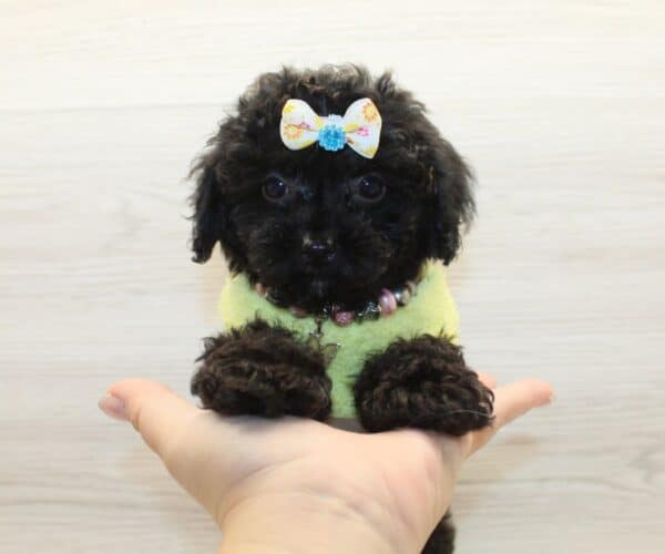 Bubba - Toy Poodle Puppy - Image 2
