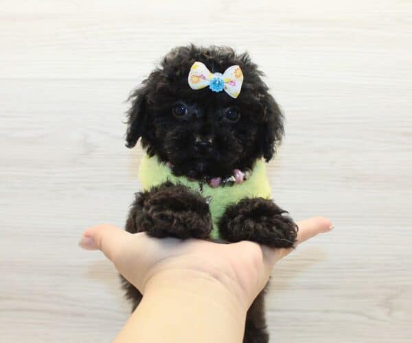 Bubba - Toy Poodle Puppy - Image 3
