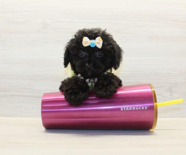 Bubba - Toy Poodle Puppy - Image 5