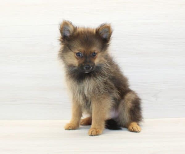 Champion - Toy Pomeranian Puppy - Image 5