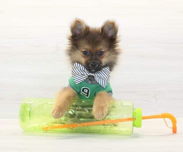 Champion - Toy Pomeranian Puppy - Image 2