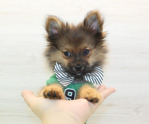 Champion - Toy Pomeranian Puppy - Image 3