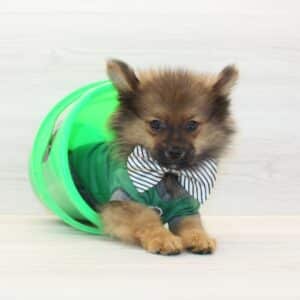 Champion - Toy Pomeranian Puppy