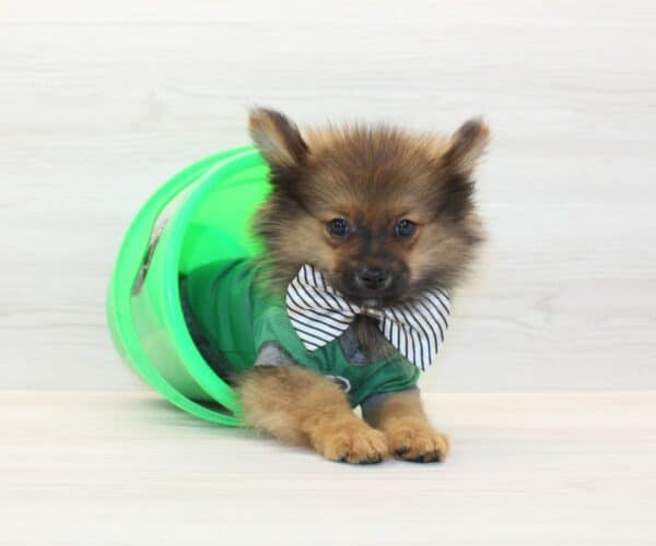 Champion - Toy Pomeranian Puppy