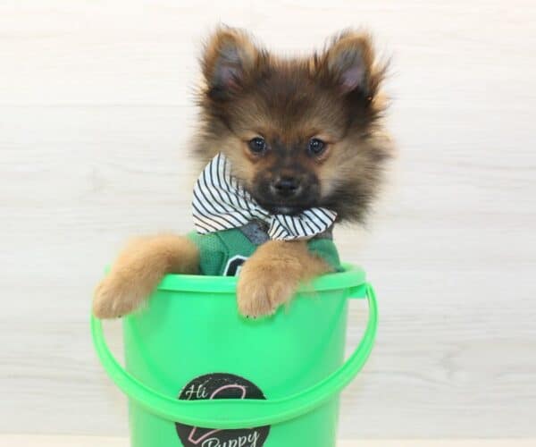 Champion - Toy Pomeranian Puppy - Image 4