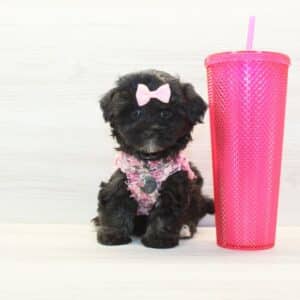 Fabulous - Teacup Maltipoo Puppy