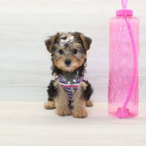 Fitja - Toy Yorkipoo Puppy