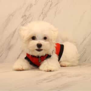 Flow - Toy Maltipoo Puppy