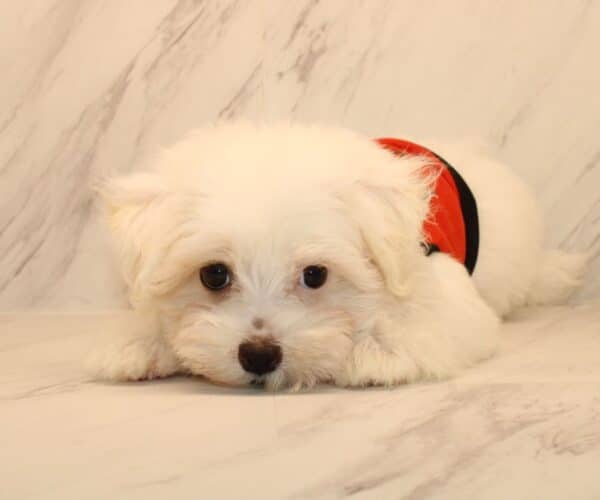 Flow - Toy Maltipoo Puppy - Image 3