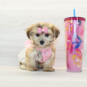 Gracie - Toy Morkie Puppy